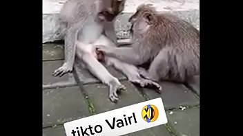 Animal monkey sex