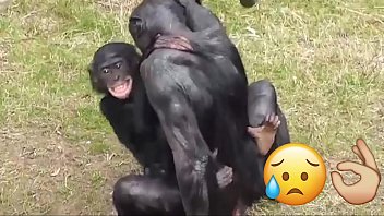 Macacos transando e fodase kkkkk